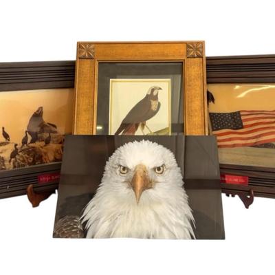 Bird Pictures Collection