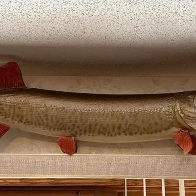 2 Taxidermied Muskie Fish  From Leech Lake In MN