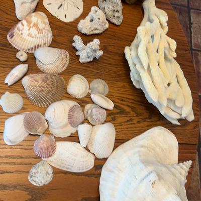 Tropical Beachy Coral Sponges And Shells  Sanddollars 