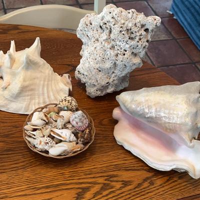 Beachy Tropical Shells Large Coral  