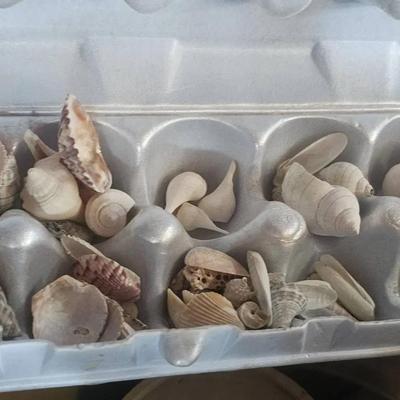Large Collection Of Seashells