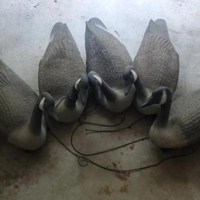 Geese