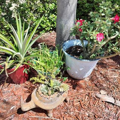 4 Outdoor Potted Plants