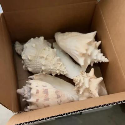 4 Large Sea Shells Conch Pink And White