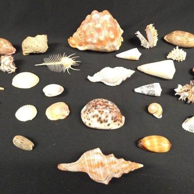 HST235 - Sea Shell Collection 