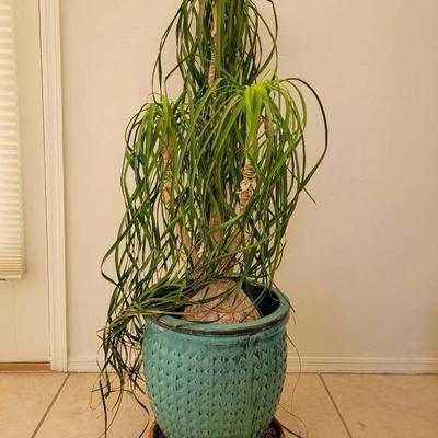 Healthy Ponytail Palm in Glazed Turquoise Planter