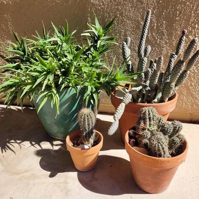 Cacti & Aloe