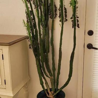 African Milk Tree #1 & Friends 