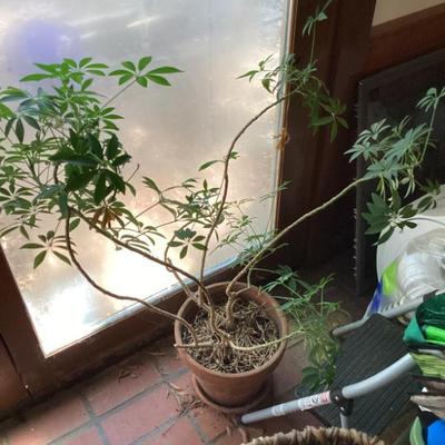 Sale Photo Thumbnail #214: Live plants