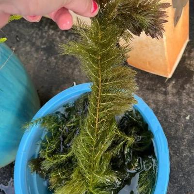 MFS105 Aquarium Pond Plants