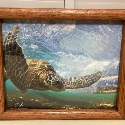 MFS099 Framed Clark Little Art Photo Of Honu Turtle