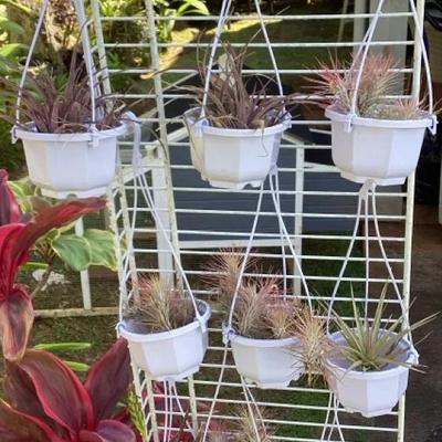 MFS081 Nine Hanging Pots Of Tillandsia Air Plants