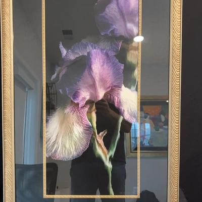 Purple & White Iris Signed by David Giles (10/200)