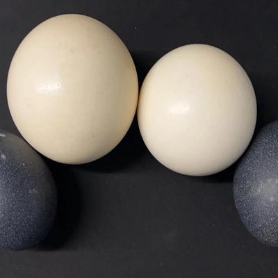 4 Blown Empty Ostrich And Emu Eggs For Crafts Art Carving Eggery Or Collectibles