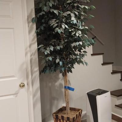 decorative plant