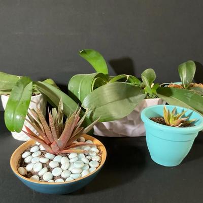 House Plant Bundle