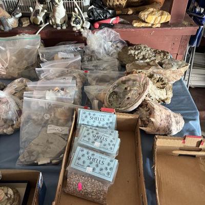 Some fine examples of minerals and rocks and shells etc 
