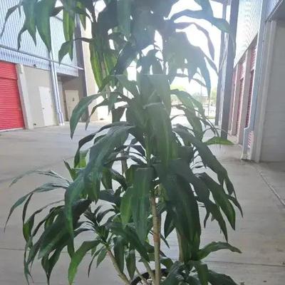 Faux Plant With Decorative Planter