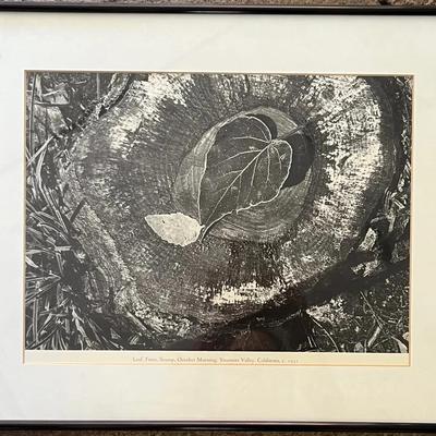 Print “Leaf, Frost, Stump, October Morning” after Ansel Adams 