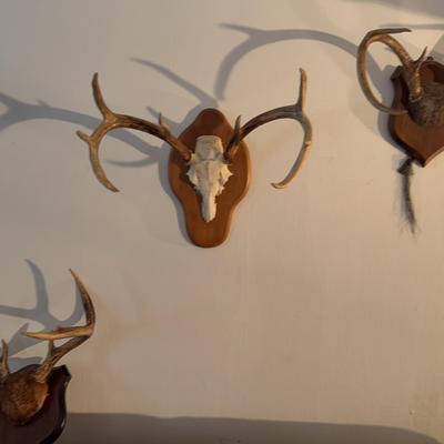 3 mounted Deer Antlers