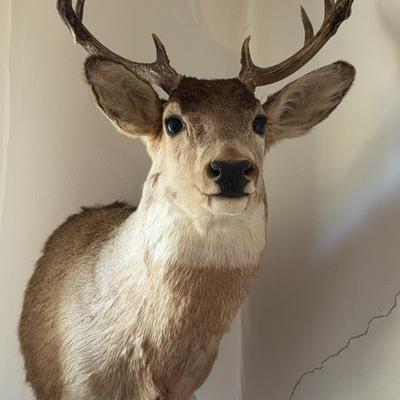 Taxidermy Deer Head 1