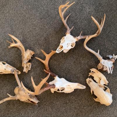 Lot If Deer Antlers With Skulls