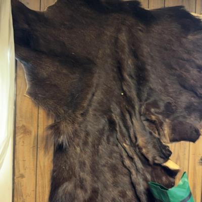 Bear Skin & Mounted Antlers