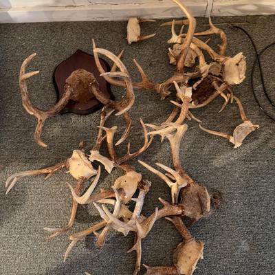 Lot Of Antlers