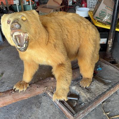 Taxidermy Golden Bear