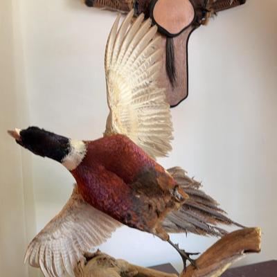 Taxidermy Pheasant 2
