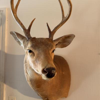 Taxidermy Deer Head 4