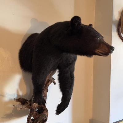 Taxidermy Half Bear