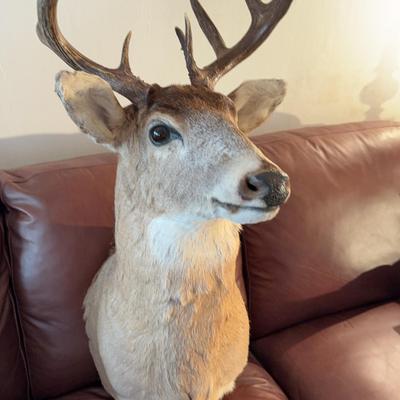 Taxidermy Deer Head 2