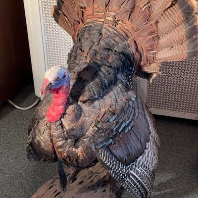 Taxidermy Turkey