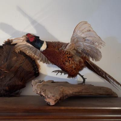 Taxidermy Ringtail Pheasant