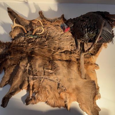 Deer Skin & Mounted Taxidermy Turkey