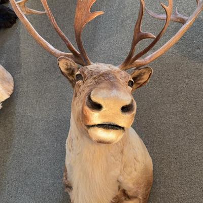 Taxidermy Caribou Head