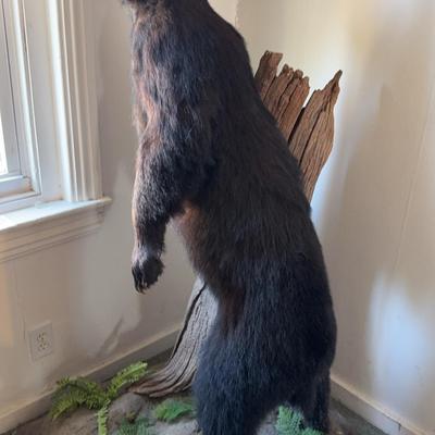 Taxidermy Full Bear