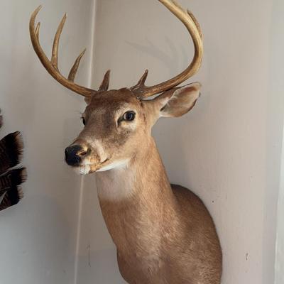 Taxidermy Deer Head 5