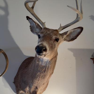 Taxidermy Deer Head 3