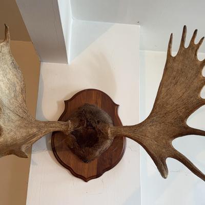 Large Mounted Moose Antlers