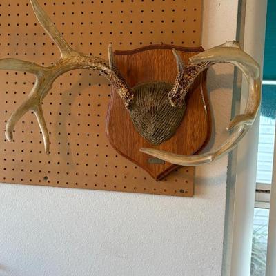 Sale Photo Thumbnail #27: Deer Antlers