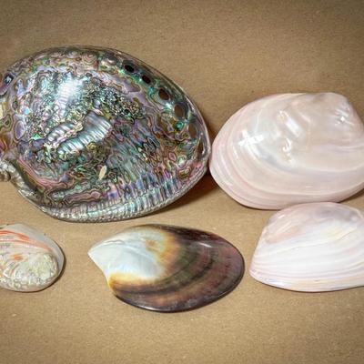 Beautiful Colorful Shells