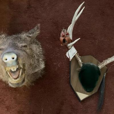 Javalina Taxidermy And Antlers