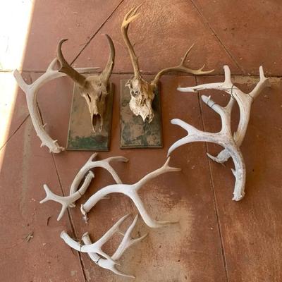 Antlers