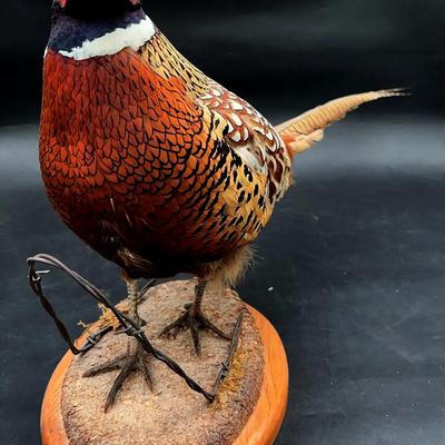 BJ269 Ring-necked Pheasant taxidermy mount