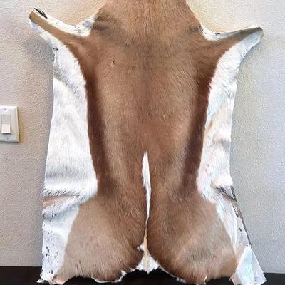 BJ382 Deer Pelt 40x27 On Foam Board 