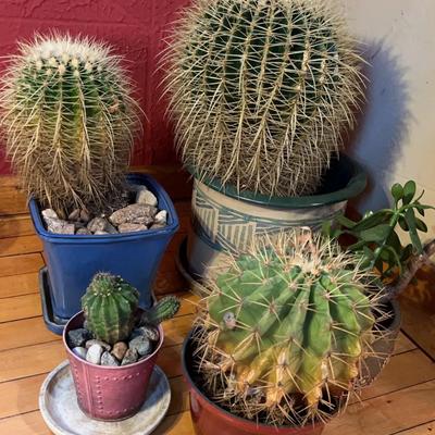 Sale Photo Thumbnail #23: Cacti
