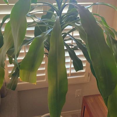 50 Inch Dracaena Plant With Pot Holder And Rolling Tray To Position Anywhere