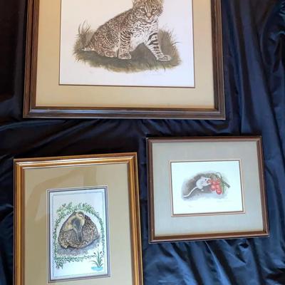 “Baby Bobcat In Grass” By Jacquie Marie Vaux & More